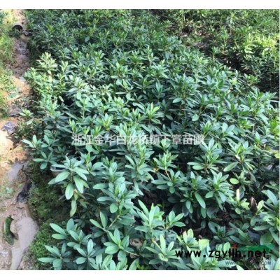 低價批發紅葉石楠小杯苗圃高60公分工程用苗采購點信息2023
