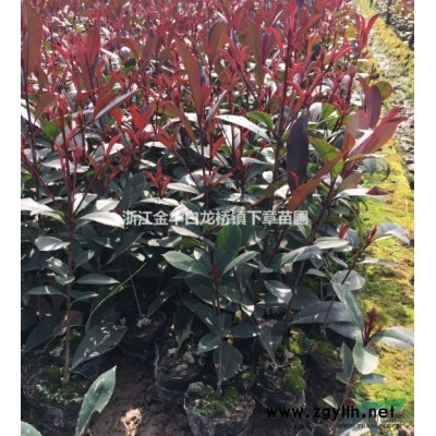 浙江金華紅葉石楠苗價格表浙江金華紅葉石楠小苗產地采購供應商