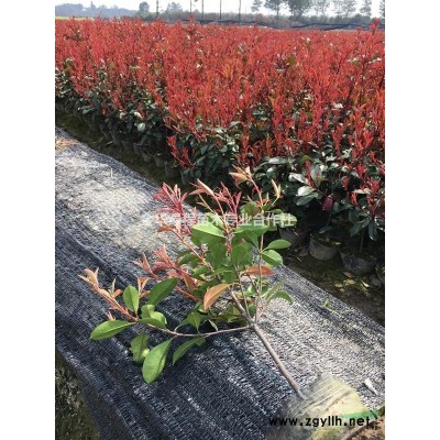 紅葉石楠營養杯苗紅葉石楠大杯苗紅葉石楠色塊苗紅葉石楠營養缽苗