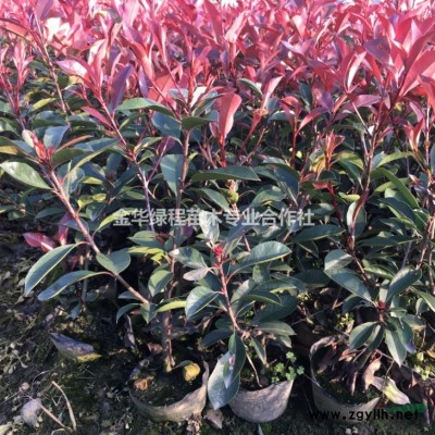 浙江龜甲冬青杯苗基地新報價表 金華龜甲冬青大杯苗價格綠化苗