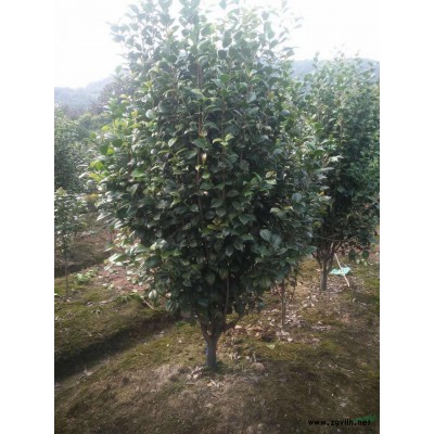 金邊菖蒲 浙江金邊菖蒲基地 菖蒲批發 優質金邊菖蒲價格