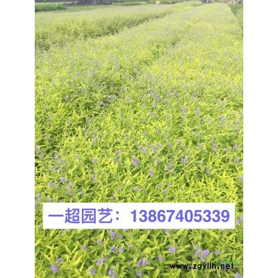 浙江紫葉鴨趾草基地 優質紫葉鴨跖草批發 鴨跖草基地