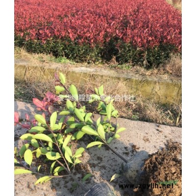 浙江金華紅葉石楠小杯苗圖片浙江金華紅葉石楠價格表*新報價單
