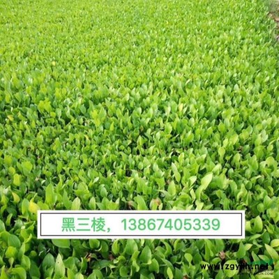 紫羅蘭 精品紫羅蘭產地直銷