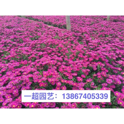 狼尾草行情/白穗狼尾草 白美人狼尾草基地直銷/地栽苗，小杯苗