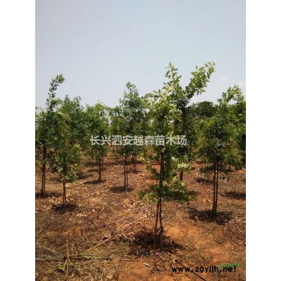 長興供應大量紅梅 樹型好 有需要聯系