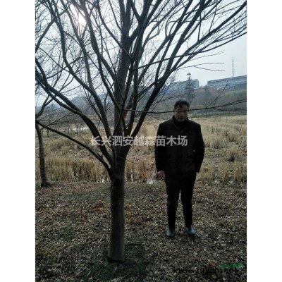 長興越森苗木供應大批量精品紫薇花瓶需要可電話聯系或到基地看苗