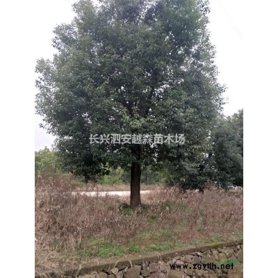 供應(yīng)石楠4一6公分，分枝點(diǎn)160一200