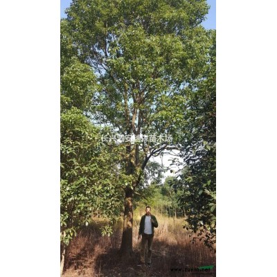 低價供應10-15移栽紅葉石楠  處理