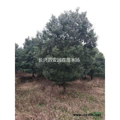 浙江供應大批量無患子 品種優質