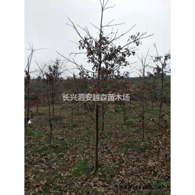 湖州供應大量精品15-20公分紅梅