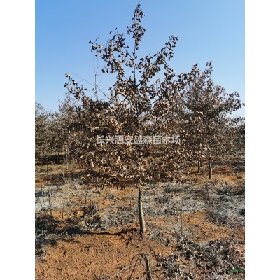 供應烏桕12一15公分