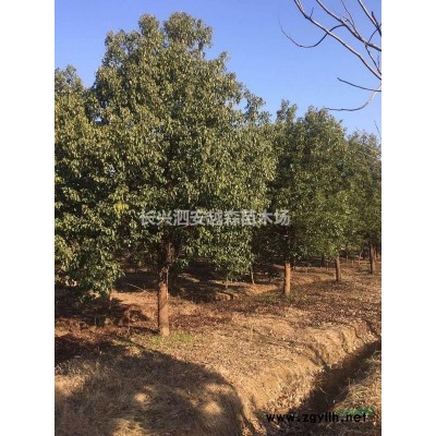 浙江長興供應大量優質紅梅