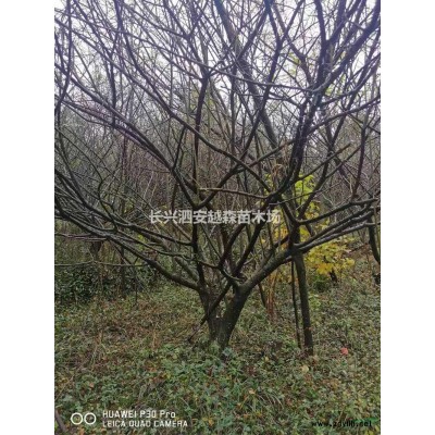 浙江湖州供應供應大量8-16公分雞爪槭