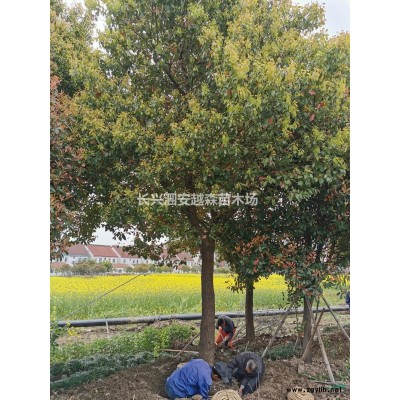 浙江長興大處理精品樹 烏桕 優質烏桕