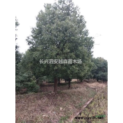浙江長興地區供應櫸樹10-20公分