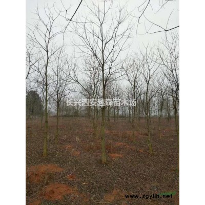 浙江供應紅梅10一25公分 有需要聯系