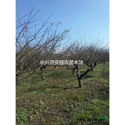 浙江長興供應叢生紫薇 如圖