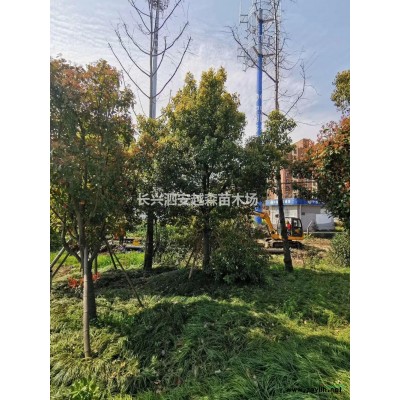 供應8-12公分一*樹 烏桕 緊急處理，價格低