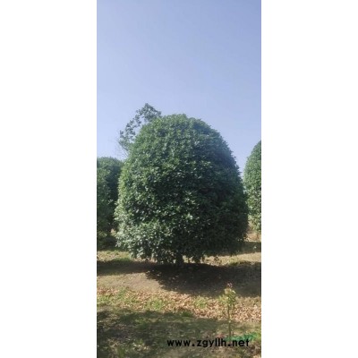 紅梅3圖片\紅梅3報價