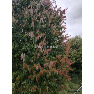 浙江地區供應3-15公分桂花 桂花工程苗 桂花樹價格