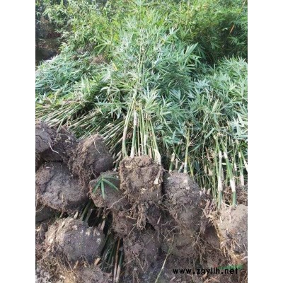 高桿地龍D2-5公分，樹干直蓬型好，數量3500棵優(yōu)質苗