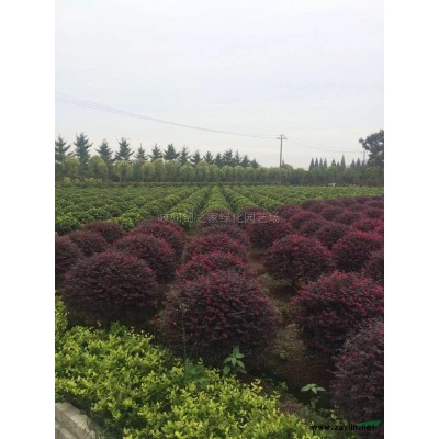 垂柳專供 大量批發(fā)8-15公分垂柳 苗漂亮