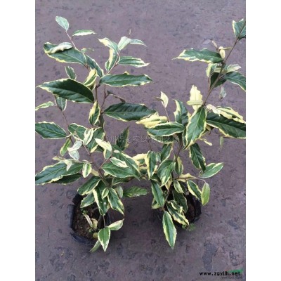 供應櫻花D3-15公分，數量3000棵，產地直銷，價格實惠