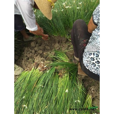 供應桃葉珊瑚地栽苗，容器苗，H40左右，苗子粗壯，數量5萬