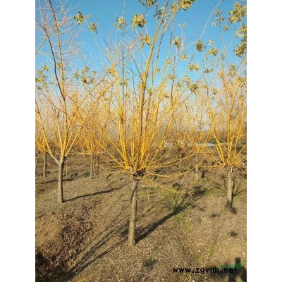 供應紅梅D3-15公分，小規格數量大，土球好分支均勻產地直銷