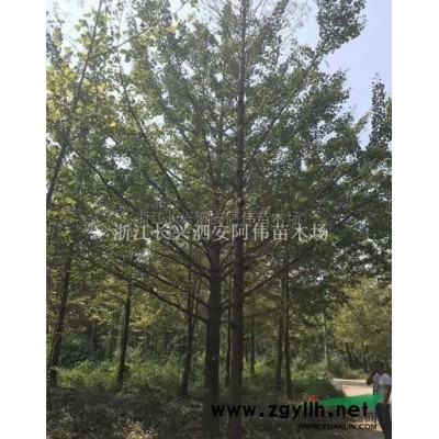 樂昌含笑圖片\樂昌含笑報價