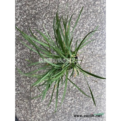 *低價(jià)供應(yīng)鳶尾，浙江杭州蕭山苗圃自產(chǎn)自銷