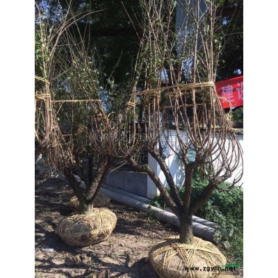 專業(yè)的爬地板基地批發(fā)，爬地柏小苗批發(fā)，容器苗地栽苗都有質(zhì)量好