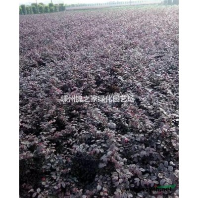供應棗樹，數量300棵，棗子甜土球大質量好