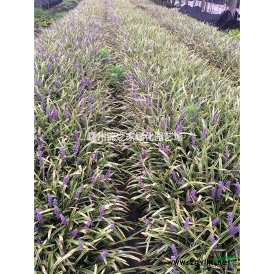 供應十大功勞地栽苗，H45左右苗子粗壯，數量5萬棵，價格實惠