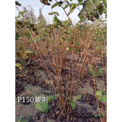 供應美人梅，品質好數量不多，歡迎來電咨詢