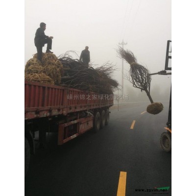 供應毛鵑地栽苗，帶土球H35左右，數量10萬量大從優