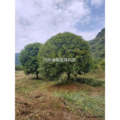 浙江紅楠價格報價 紅楠行情走勢如何 紅楠精品苗價格便宜