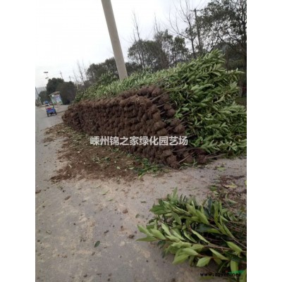 批發(fā)黃金槐3-15公分，嫁接年份長，枝條飽滿，價格實惠放心購
