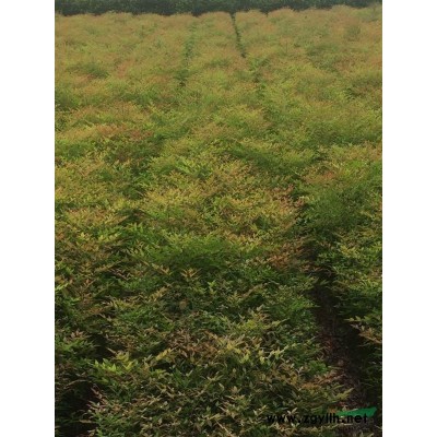 浙江水果蘭批發(fā)價格便宜，精品小杯苗大桶苗，蓬性好，價格實惠