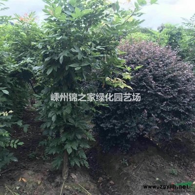羽毛楓起苗現場 浙江是羽毛楓的主產地 今年我苗圃羽毛楓便宜批