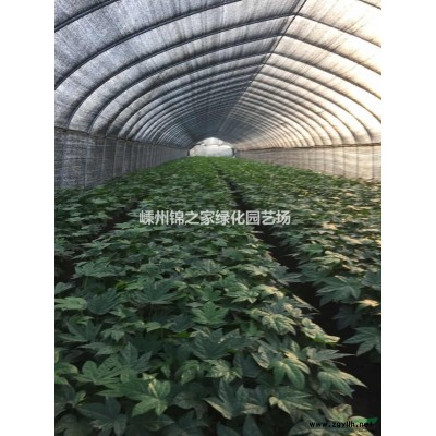 供應八角金盤容器苗20000棵，毛球10000棵精品粗壯