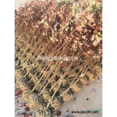 供應(yīng)垂絲海棠D3-10，苗子漂亮土球好，產(chǎn)地直銷
