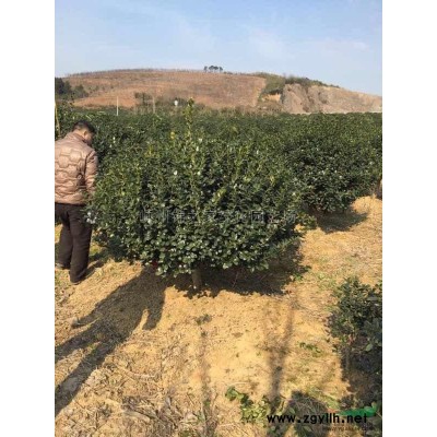 海桐小毛球大量供應，質量保證，價格實惠