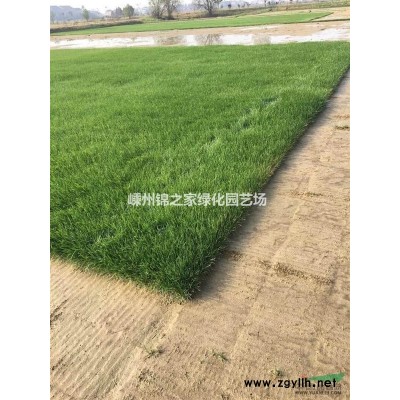 大量供應紫薇D3-12公分，數量2000，質量保證價格實惠