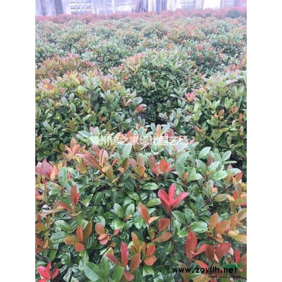 供應小葉梔子地栽苗容器苗，H25左右，數量30000棵