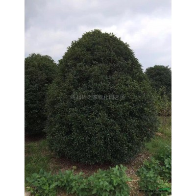 供應火棘球P80-120，球型密實，土球好，質量保證價格實惠