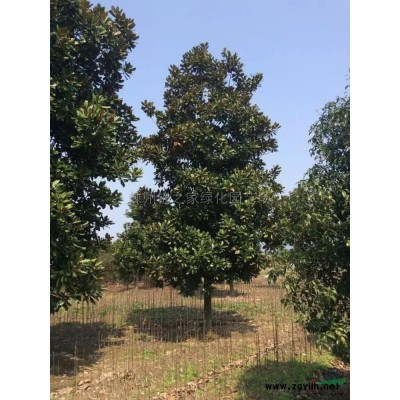 供應海桐容器苗，地栽苗5萬，H40左右苗子粗壯，量大從優