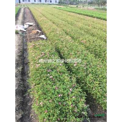 供應丁香3-8公分，數量800棵，質量保證，價格實惠