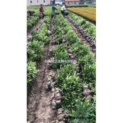 供應茶梅地栽苗色塊，大杯容器苗，P80-120實球
